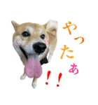 あざとかわいい柴犬こたろうの日常 その4（個別スタンプ：20）