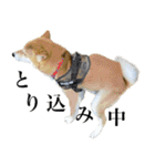 あざとかわいい柴犬こたろうの日常 その4（個別スタンプ：39）