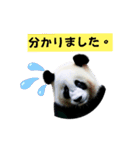 パンピちゃん（個別スタンプ：5）