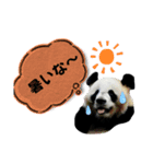 パンピちゃん（個別スタンプ：12）