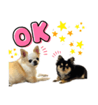 チワワのゆずとあんず（個別スタンプ：2）