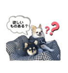 チワワのゆずとあんず（個別スタンプ：4）