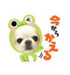 チワワのゆずとあんず（個別スタンプ：8）