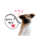 しずくちゃんスタンプだよ♪（個別スタンプ：1）