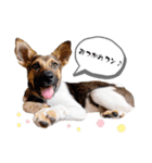 しずくちゃんスタンプだよ♪（個別スタンプ：3）