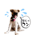 しずくちゃんスタンプだよ♪（個別スタンプ：9）