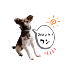 しずくちゃんスタンプだよ♪（個別スタンプ：10）