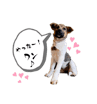 しずくちゃんスタンプだよ♪（個別スタンプ：11）