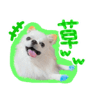 うにとたら第3段（個別スタンプ：11）
