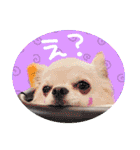 うにとたら第3段（個別スタンプ：12）