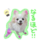 うにとたら第3段（個別スタンプ：17）