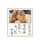 カニンヘンダックス⭐︎LUKE（個別スタンプ：13）