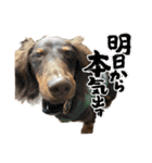 カニンヘンダックス⭐︎LUKE（個別スタンプ：14）