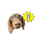 カニンヘンダックス⭐︎LUKE（個別スタンプ：16）