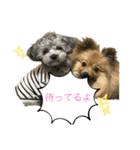 ムギ丸とおか丸スタンプ（個別スタンプ：7）