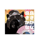 動く黒猫ハルとロビン夏用2（個別スタンプ：9）