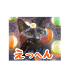 動く黒猫ハルとロビン夏用2（個別スタンプ：13）