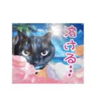 動く黒猫ハルとロビン夏用2（個別スタンプ：19）