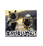 動く黒猫ハルとロビン夏用2（個別スタンプ：22）