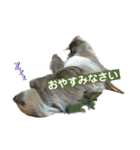 Mga hayop（個別スタンプ：6）
