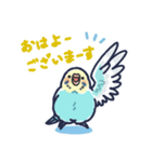 セキセイインコLINEスタンプ 黄色頭の水色（個別スタンプ：1）