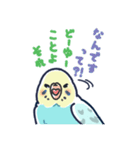 セキセイインコLINEスタンプ 黄色頭の水色（個別スタンプ：26）