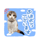スコ姉妹モカミケ（個別スタンプ：1）