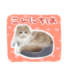 スコ姉妹モカミケ（個別スタンプ：2）