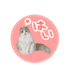スコ姉妹モカミケ（個別スタンプ：9）