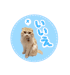 スコ姉妹モカミケ（個別スタンプ：10）