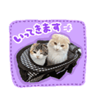 スコ姉妹モカミケ（個別スタンプ：11）
