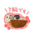 スコ姉妹モカミケ（個別スタンプ：16）