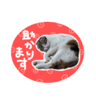 スコ姉妹モカミケ（個別スタンプ：17）