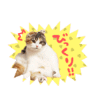 スコ姉妹モカミケ（個別スタンプ：21）