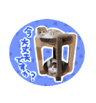 スコ姉妹モカミケ（個別スタンプ：22）