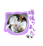 スコ姉妹モカミケ（個別スタンプ：24）