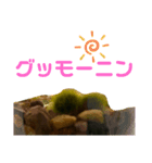 ツンデレまりも（個別スタンプ：1）