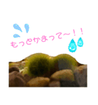 ツンデレまりも（個別スタンプ：22）