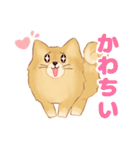 生意気なポメラニアンのてん(短髪＆長髪)（個別スタンプ：5）