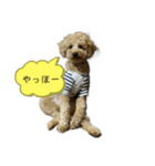 犬のスタンプだあぬ（個別スタンプ：2）
