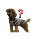 犬のスタンプだあぬ（個別スタンプ：3）