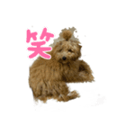 犬のスタンプだあぬ（個別スタンプ：4）