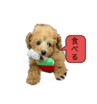 犬のスタンプだあぬ（個別スタンプ：5）