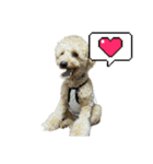 犬のスタンプだあぬ（個別スタンプ：6）