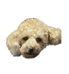 犬のスタンプだあぬ（個別スタンプ：7）