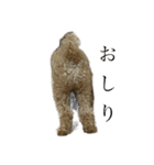 犬のスタンプだあぬ（個別スタンプ：8）