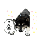 黒柴マメテツ2（個別スタンプ：1）