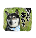 黒柴マメテツ2（個別スタンプ：4）