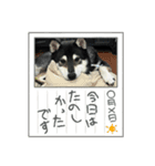 黒柴マメテツ2（個別スタンプ：7）