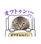 癒し系動物さんスタンプ（個別スタンプ：5）